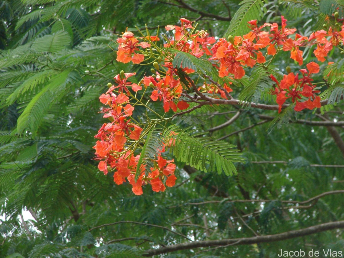 Delonix regia (Bojer ex Hook.) Raf.